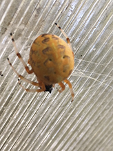marbled orbweaver