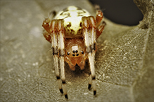 marbled orbweaver