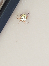 marbled orbweaver
