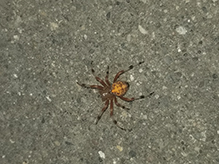 marbled orbweaver