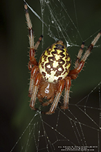 marbled orbweaver