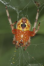 marbled orbweaver