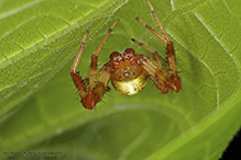 marbled orbweaver