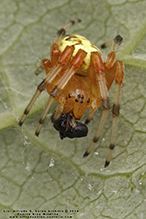 marbled orbweaver