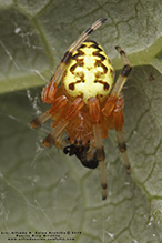 marbled orbweaver