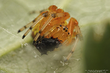 marbled orbweaver