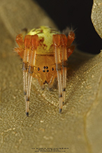 marbled orbweaver