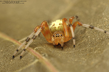 marbled orbweaver