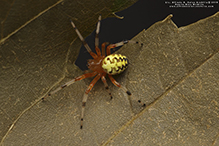 marbled orbweaver