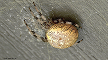 marbled orbweaver