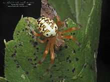 marbled orbweaver