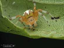 marbled orbweaver