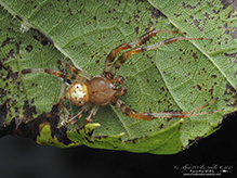 marbled orbweaver