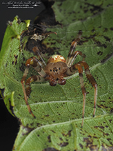 marbled orbweaver