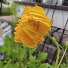 northern crab spider