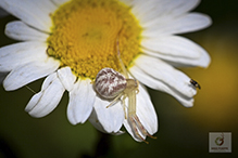 northern crab spider