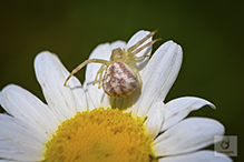 northern crab spider