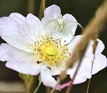 northern crab spider