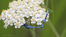 northern crab spider