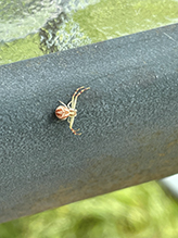 northern crab spider