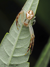 northern crab spider