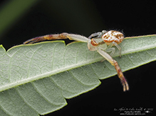 northern crab spider