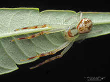 northern crab spider