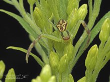northern crab spider