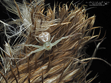 northern crab spider