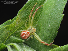 northern crab spider