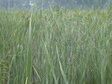 orbweaver (family Araneidae)
