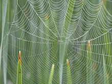orbweaver (family Araneidae)
