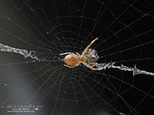 orbweaver (family Araneidae)