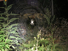 orbweaver (family Araneidae)