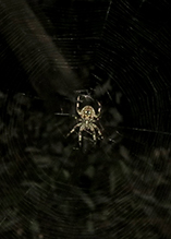 orbweaver (family Araneidae)