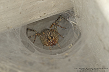 Potter’s grass spider