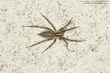 Potter’s grass spider