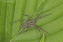 Potter’s grass spider