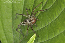 Potter’s grass spider