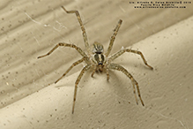 Potter’s grass spider