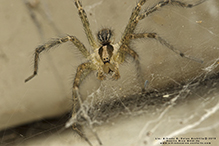 Potter’s grass spider