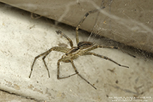 Potter’s grass spider
