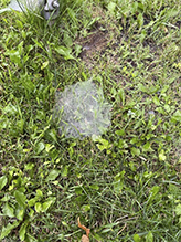Potter’s grass spider
