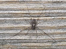 painted harvestman