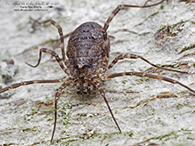 painted harvestman