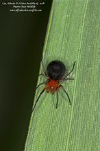 peatland sheet-web weaver