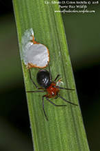 peatland sheet-web weaver