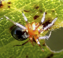 peatland sheet-web weaver