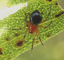 peatland sheet-web weaver