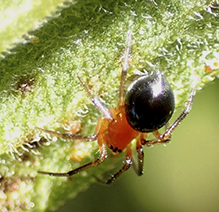 peatland sheet-web weaver